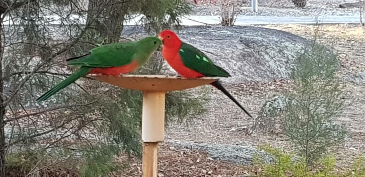 Murray Gardens Motel Stanthorpe Luaran gambar